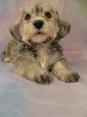 Male schnoodle puppy for sale 30 Born March 20th 2012